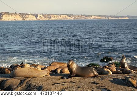 Cute Sealion In Wildlife At Sea. Sealion In Wildlife At Ocean. California Sealion In Wildlife Nature