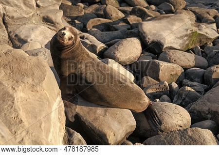 Sealion In Wildlife At Stones. Sealion In Wildlife At Stones. California Sealion In Wildlife Nature
