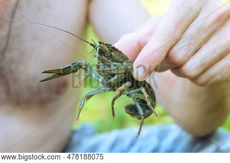 Crayfisherman Holding A Live Crayfish In His Hand