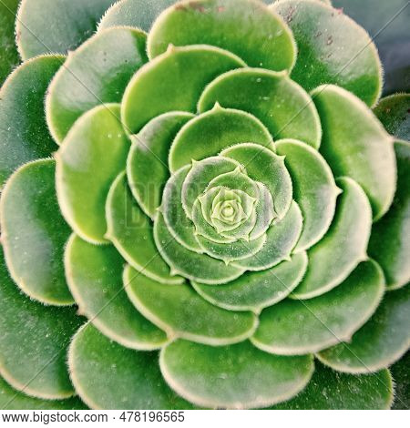 Aeonium Plant Nature Background. Aeonium Nature Plant. Aeonium Plant Nature Bright Green Color.