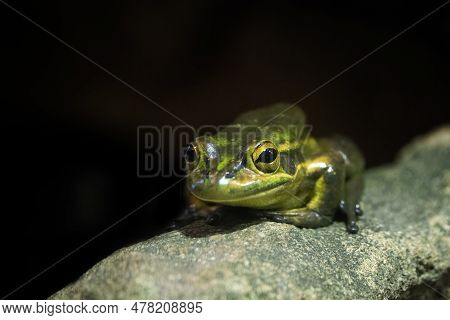 Green And Golden Bell Frog, Litoria Aurea, A Species Of Ground-dwelling Tree Frog Native To Eastern 