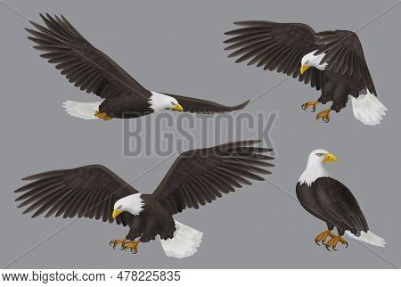Eagle. Wild Freedom Aggresive Bird Decent Vector Prey Eagles Realistic Pictures