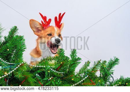 Portrait Of Angry Corgi With Bright Festive Deer Ears Peeking Out From Behind Decorated Festive Tree