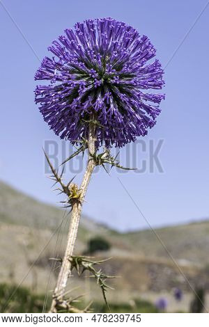Violet Flower Of Echinops Bannaticus Blue Globe Thistle A Member Of The Sunflower Family. Selective 