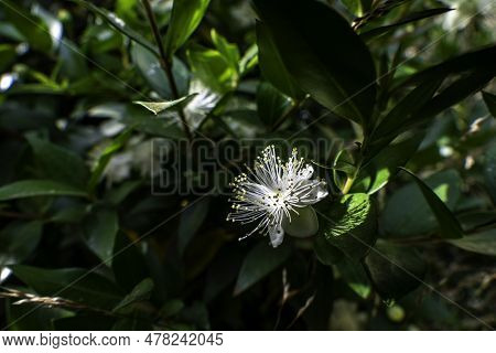 Delicate White Myrtle Flowers Close-up. Selective Focus. Myrtus Communis