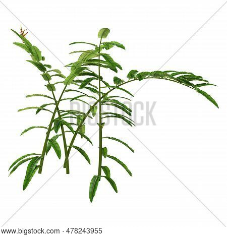 3D Rendering Heliconia Longiflora On White