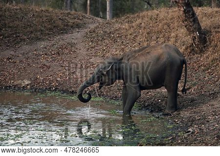 The Indian Elephant (elephas Maximus Indicus), A Young Female By A Pool Of Murky Water In The Deep J