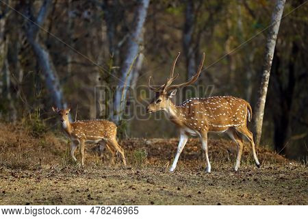 The Chital Or Cheetal (axis Axis), Also Known As The Spotted Deer, Chital Or Axis Deer. Adult Male A