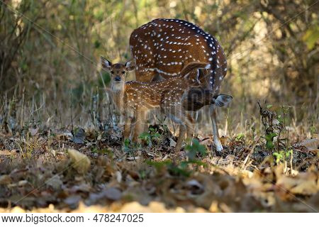 The Chital Or Cheetal (axis Axis), Also Known As The Spotted Deer, Chital Or Axis Deer. A Young Fema