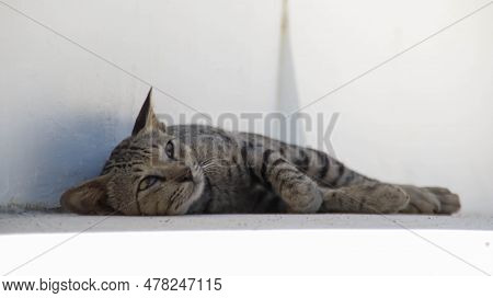Close Up Of Gray Stripes Domestic Cat Sleeping In Shady Area.