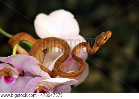 Corallus Hortulana Or Corallus Enydris, A Young Snake On A Blooming Orchid With A Dark Background. Y