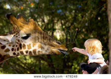 Child Feeding A Giraffe
