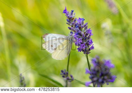 Macro Of A Cabbage White Pieris Rapae Butterfly On Lavender Blossoms
