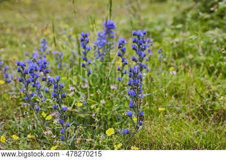 Echium Vulgare. Also Called Viborera Or Cow's Tongue, It Grows In The Prairies