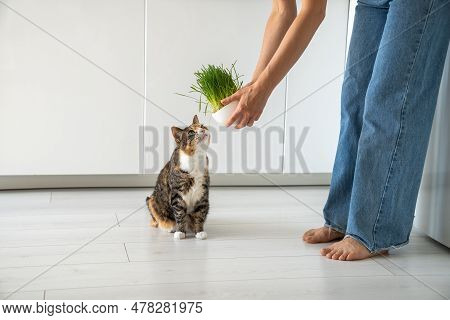 Natural Hairball Treatment For Cat. Woman Pet Owner Holding Green Grass In Bowl - Germinated Seeds O
