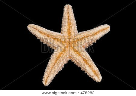 Parte inferior de la estrella de mar