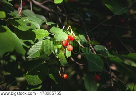 Selective Blur On Three Red Cherries Hanging On A Tree, Surrounded By The Green Leaves Of A Cherry T