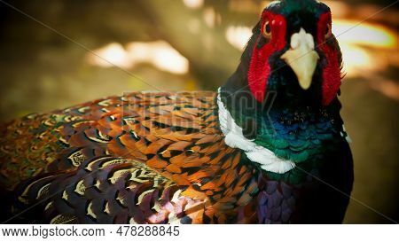 Common Pheasant Phasianus Colchius Ring-necked Pheasant In The Garden, Grassland In Early Morning, O