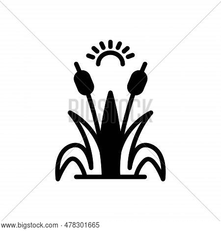 Black Solid Icon For Reed Sugarcane Grass Nature Green Plant Cattai Bulrush Cane Botanical Marsh