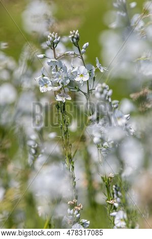 Gentian Speedwell (veronica Gentianoides) Flowers