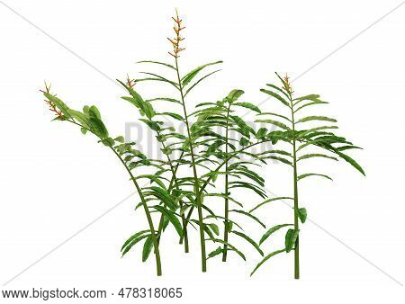 3D Rendering Heliconia Longiflora On White