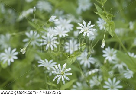 Spring Flowers And Leaves Of Stellaria Holostea As A Background