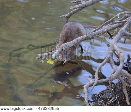 A Wild Rat Sits Near The Water On The Roots Of A Tree