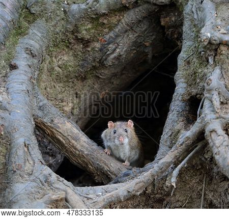 A Wild Rat Crawls Out Of A Hole In The Ground Under The Roots Of A Tree