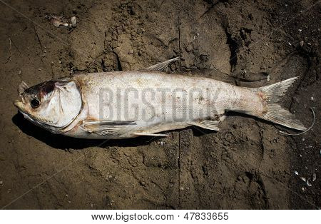 Pesci morti
