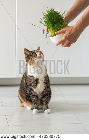 Natural Hairball Treatment For Cat. Woman Pet Owner Holding Green Grass In Bowl - Germinated Seeds O