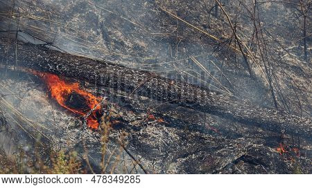 Forest Fire At Mountain.  Wildfire Burns Ground In Forest. Forest Fire At Mountain. Smoke From Wildf