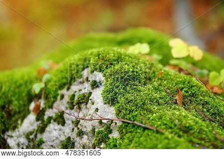 Scenic View Of The Forest In Lovchen National Park On Autumn Day. Beautiful Nature Of Montenegro. To