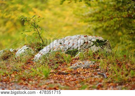 Autumn Forest Background. Blurred Background For Your Text. Scenic View Of The Forest In Lovchen Nat