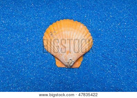 Shell på blå Sand