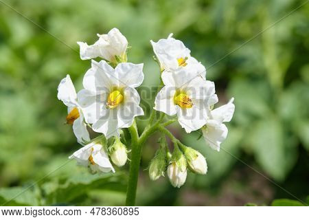 Flower Of Poteto. Selective Focus. Growing Potato Crops