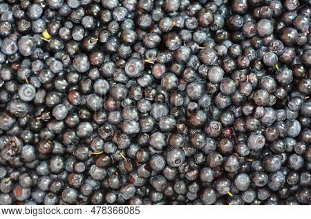 Bilberry Background Texture.  Bilberry Has Exhibited Protective Effects Against Macular Degeneration