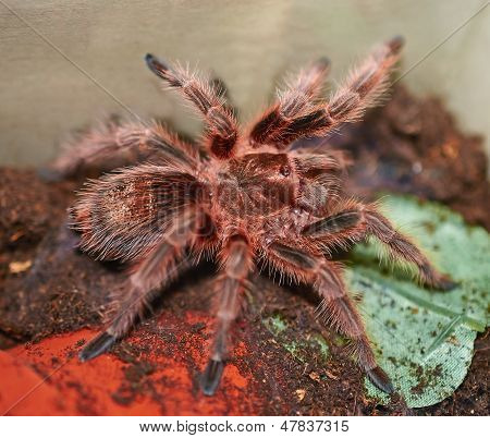 Meksikon oranssi Tarantula Spider