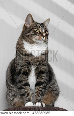 Portrait Cute Fat Tabby Gray Cat With Green Eyes, Using Gobo Mask