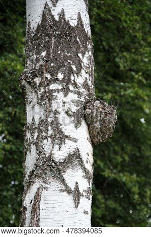 Chaga Mushroom (inonotus Obliquus)  Parasitize On A Birch Trunk. Side View, Close-up. Used For Heali