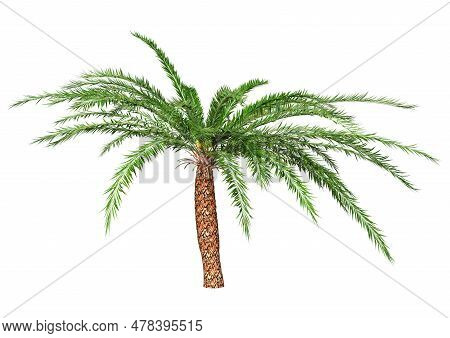 3d Rendering Of A Green Encephalartos Woodii Cycad Isolated On White Background