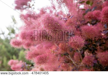 Pubescent Branches Of A Beautiful Red Scumpia Tree Of The Sumac Family, Selective Focus. Deciduous T