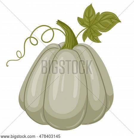 Cartoon Pumpkin. Autumn Thanksgiving And Halloween Pumpkin. Harvest Gourd, Pumpkin Squash With Leave