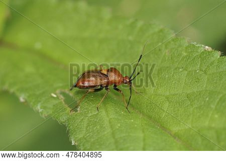 Natural Closeup On The Colorful Red Mirid Bug, Deraeocoris Ruber Sitting On A Green Leaf