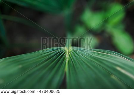 Close Up View Of Palm Leaf Of Sabal Minor With Bokeh