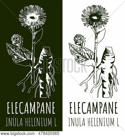 Drawings Elecampane. Hand Drawn Illustration. Latin Name Inula Helenium L.