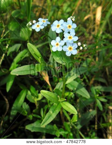 Myosotis scorpioides.