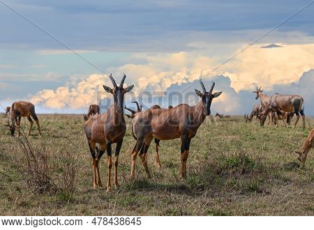 Herd Of Bubal Antelopes Graze In The Savanna Against The Background Of Cumulus Clouds. Kenya, Africa