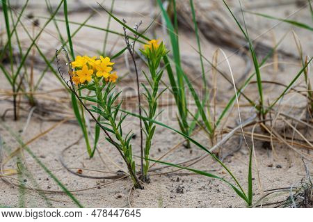 Hoary Puccoon Lithospermum Canescens Growing On A Beach And Sand