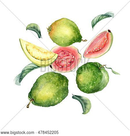 Whole Guava And Slices, Leaves Levitation Watercolor Illustration Isolated On White Background. Trop