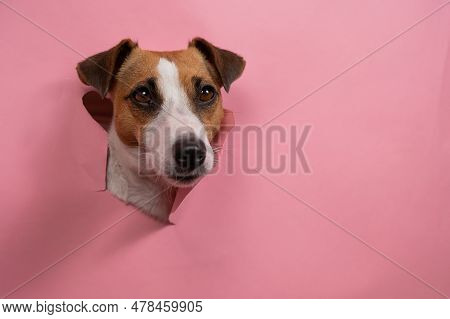 Funny Dog Jack Russell Terrier Tore Pink Paper Background.